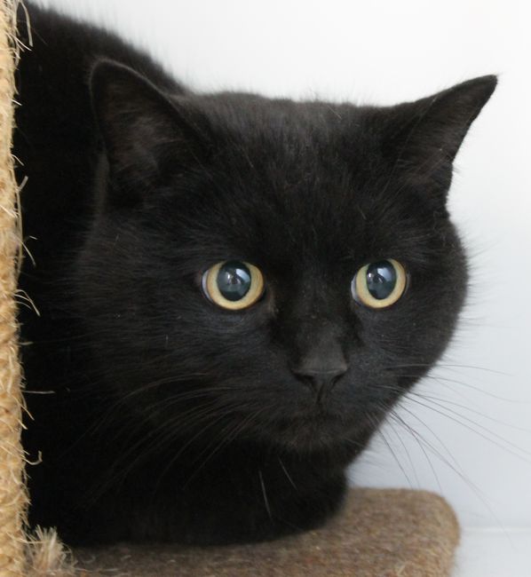 black cat Ashbourne Animal Welfare charity.jpg black cat Ashbourne Animal Welfare charity.jpg